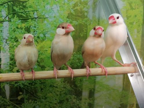 Rijstvogels in diverse kleuren., Dieren en Toebehoren, Vogels | Overige Vogels, Tropenvogel, Meerdere dieren