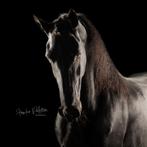 Mega knappe friese merrie, Dieren en Toebehoren, Paarden, Merrie, Gechipt, L, 7 tot 10 jaar