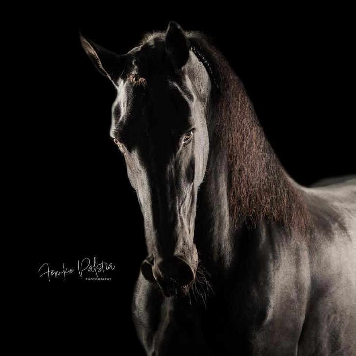 Mega knappe friese merrie, Dieren en Toebehoren, Paarden, Merrie, L, 165 tot 170 cm, 7 tot 10 jaar, Recreatiepaard, Met stamboom