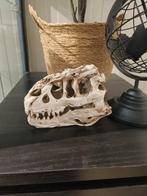 T rex schedel - Nieuw - 15 cm, Ophalen of Verzenden, Nieuw