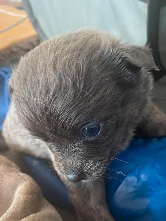 Mini jackrussel pomeriaan teef en reu, Dieren en Toebehoren, Honden | Jack Russells en Terriërs, Meerdere dieren, Overige rassen