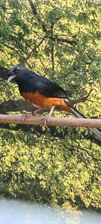 Schamalijster man, Dieren en Toebehoren, Vogels | Overige Vogels, Mannelijk, Tropenvogel