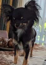 Kleine honden oppas., Dieren en Toebehoren, Ophalen of Verzenden