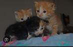 2 lieve kittens gezocht voor leuk prijsje, Dieren en Toebehoren, Kortharig, 0 tot 2 jaar, Poes