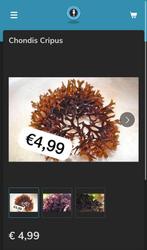 Chondis Cripus (macro algen), Dieren en Toebehoren, Overige typen, Zoutwatervis