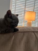 Britse korthaar kitten zoekt liefdevol huis incl. Toebehoren, Kater, Kortharig, 0 tot 2 jaar