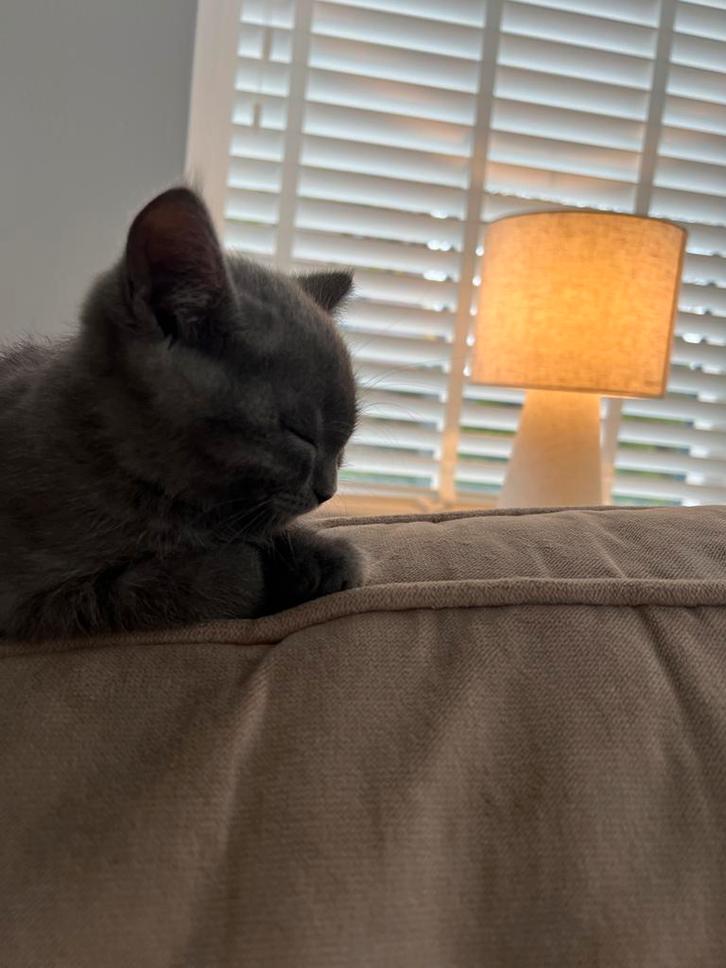 Britse korthaar kitten zoekt liefdevol huis incl. Toebehoren, Dieren en Toebehoren, Katten en Kittens | Overige Katten, Kortharig