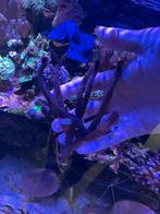 Groot stuk blauwe acropora, Dieren en Toebehoren, Vissen | Aquariumvissen, Overige typen, Zoutwatervis