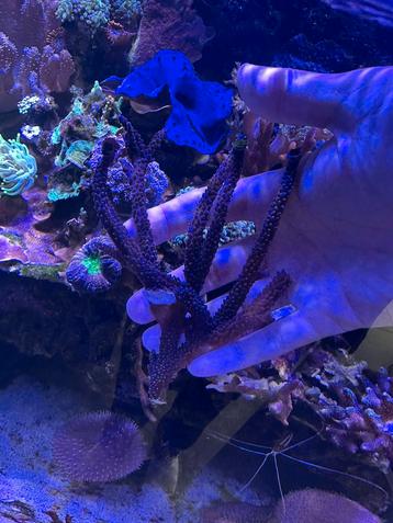 Groot stuk blauwe acropora beschikbaar voor biedingen