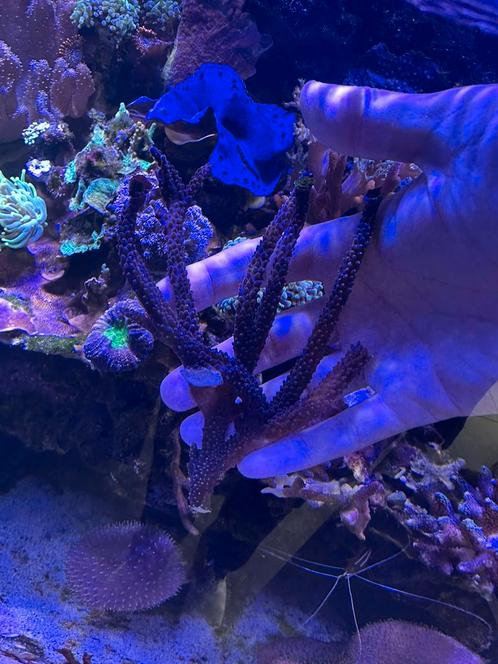 Groot stuk blauwe acropora, Dieren en Toebehoren, Vissen | Aquariumvissen, Zoutwatervis, Overige typen