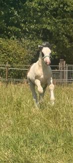 Prachtig lief tinker / irish cob merrieveulen te koop, Dieren en Toebehoren, Paarden, Merrie, Gechipt, 0 tot 2 jaar