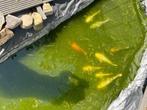 9 Koi karpers gratis, Dieren en Toebehoren, Vissen | Vijvervissen, Karper of Koi