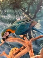 Mega lieve ara van 23 weken, Dieren en Toebehoren, Mannelijk, Papegaai, Geringd