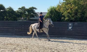 Verzorger aangeboden, lease/verzorg paard/pony GEZOCHT beschikbaar voor biedingen