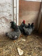 3 Barnevelder Krielkippen + haantje, Dieren en Toebehoren, Pluimvee, Vrouwelijk, Kip