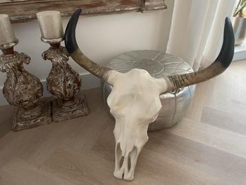 Stieren Schedel Decoratie beschikbaar voor biedingen