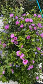 Hibiscus vaste tuinplant uitzoeken, goedkoop, vol bloemen, Tuin en Terras, Planten | Tuinplanten, Ophalen of Verzenden, Zomer