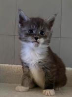 Maine coon kittens, Kater, Gechipt, 0 tot 2 jaar