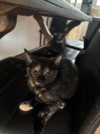 GRATIS KITTENS, Dieren en Toebehoren, Katten en Kittens | Overige Katten
