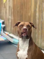 Dekreu, Dieren en Toebehoren, Honden | Dekreuen, Reu, 1 tot 2 jaar, Eén hond, Nederland