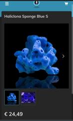 Haliclona Sponge Blue S, Dieren en Toebehoren, Vissen | Aquariumvissen, Overige typen, Zoutwatervis