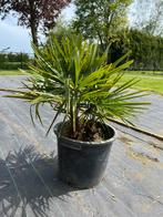 Trachycarpus Fortunei palmboom 3 stam, Volle zon, Ophalen, Palmboom