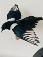 Opgezette ekster, Verzamelen, Dierenverzamelingen, Ophalen of Verzenden, Nieuw, Vogel, Opgezet dier
