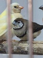 Jonge Bichenow zwartstuit, Dieren en Toebehoren, Meerdere dieren