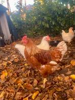 Twee mooie jonge legkip hanen (14 weken oud) – géén slacht!, Dieren en Toebehoren, Pluimvee, Mannelijk, Kip