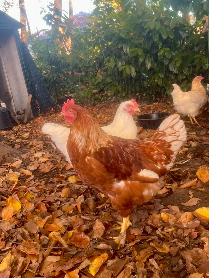 Twee mooie jonge legkip hanen (14 weken oud) – géén slacht!, Dieren en Toebehoren, Pluimvee, Kip, Mannelijk