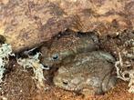 3 x nakweek 2024 bufotes viridis, Dieren en Toebehoren, Reptielen en Amfibieën, Amfibie
