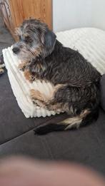 Tekel, Dieren en Toebehoren, Honden | Teckels en Dashonden, Standaard, Rabiës (hondsdolheid), 15 weken tot 1 jaar, Teef