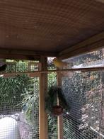 Waterslager zang kanarieman (geel) 24, Dieren en Toebehoren, Vogels | Kanaries, Mannelijk, Kleurkanarie