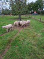 Dekrammen, Dieren en Toebehoren, Schapen, Geiten en Varkens, Mannelijk, Schaap, 0 tot 2 jaar