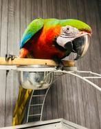 Handtamme mega lieve goed pratende harlekijn ara te koop!, Mannelijk, Papegaai, Tam
