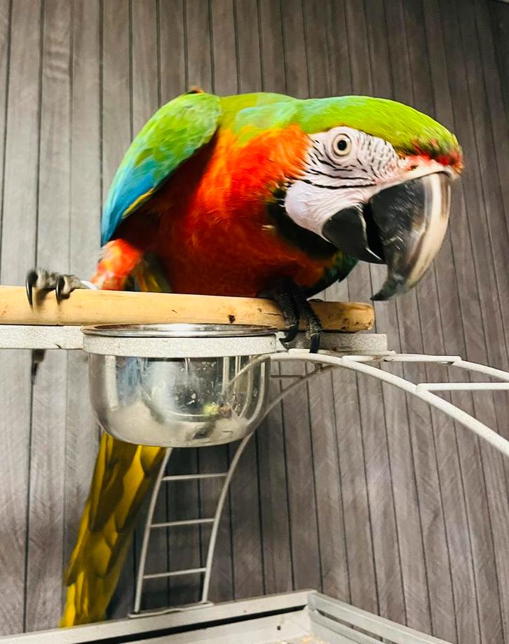 Handtamme mega lieve goed pratende harlekijn ara te koop!, Dieren en Toebehoren, Vogels | Parkieten en Papegaaien, Papegaai, Mannelijk