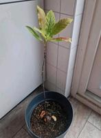 Mooie avocado boom/ plant, Tuin en Terras, Planten | Tuinplanten, Ophalen, Zomer