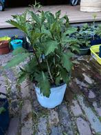 tuinplant Aster, Ophalen of Verzenden, Zomer, Overige soorten, Volle zon