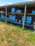 bijenvolken te koop, Dieren en Toebehoren, Insecten en Spinnen, Bijen