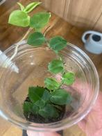 Terrariumplant Rhaphidophora hayi, Ophalen of Verzenden, Overige soorten, Minder dan 100 cm