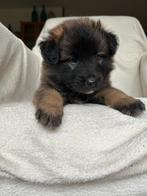 6 Belgische herderspups ( 1 Gereserveerd ), Dieren en Toebehoren, Honden | Herdershonden en Veedrijvers, Rabiës (hondsdolheid)