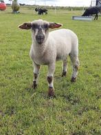 Weidelam, Dieren en Toebehoren, Schapen, Geiten en Varkens, Vrouwelijk, Schaap