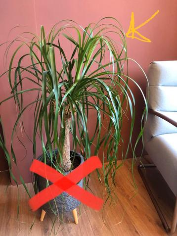 Olifantenpoot (Beaucarnea) - Zonder pot beschikbaar voor biedingen