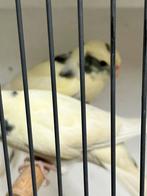 Te koop grijs crème bonte Kakariki poppen, Dieren en Toebehoren, Vogels | Parkieten en Papegaaien, Vrouwelijk