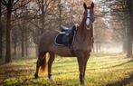 Bijrijder gezocht / verzorgpaard leasepaard aangeboden, Dieren en Toebehoren, Ophalen of Verzenden
