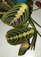Grote Kamerplant Maranta Leuconeura Fascinator Tricolor, Ophalen, Halfschaduw, Minder dan 100 cm