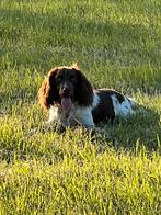 Mooie engelse springer spaniël, Dieren en Toebehoren, Honden | Retrievers, Spaniëls en Waterhonden, België, Particulier, Rabiës (hondsdolheid)