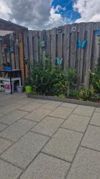 3 Buxus Struiken te Koop, Tuin en Terras, Ophalen, Buxus, Struik, Minder dan 100 cm