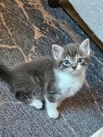 Kitten grijs wit. Vrouwtje., Dieren en Toebehoren, Katten en Kittens | Overige Katten, Poes