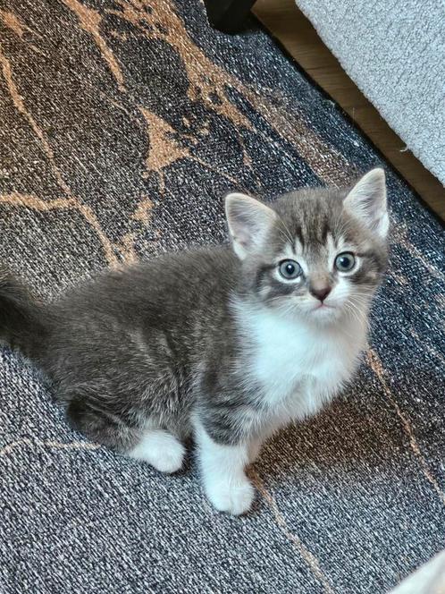 Kitten grijs wit. Vrouwtje., Dieren en Toebehoren, Katten en Kittens | Overige Katten, Poes